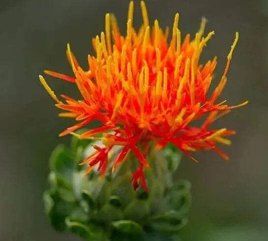 Saffron